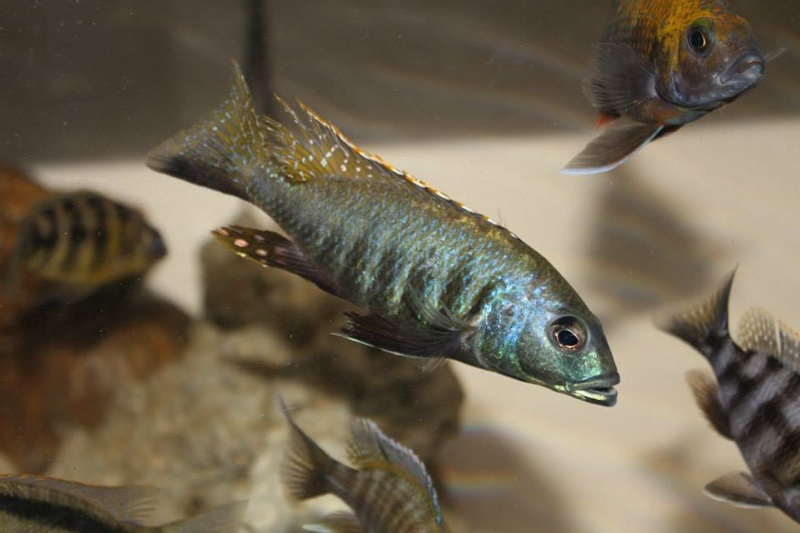 Sciaenochromis sp. 'nyassae' Liwani